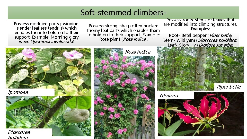 Soft-stemmed climbers. Possess modified parts (twinning, slender leafless tendrils) which enables them to hold