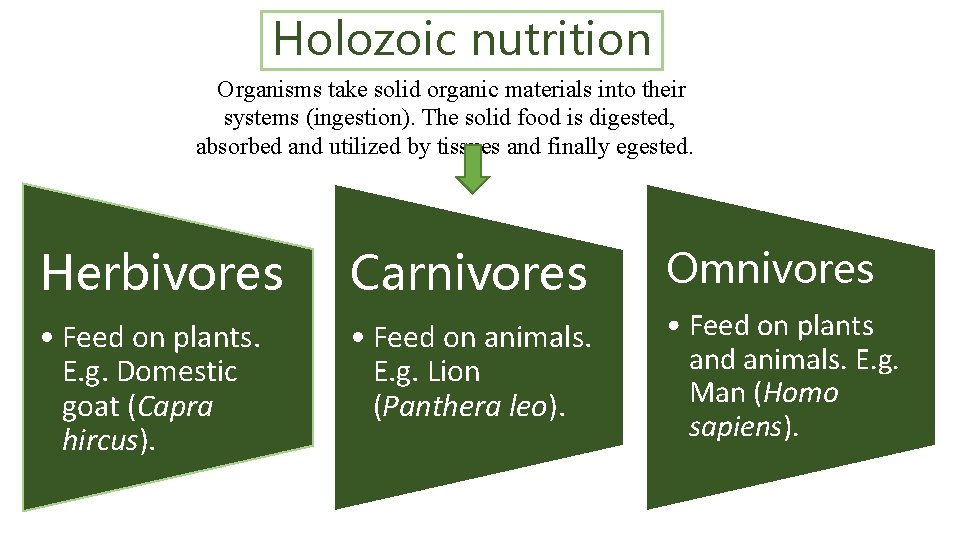 Holozoic nutrition Organisms take solid organic materials into their systems (ingestion). The solid food