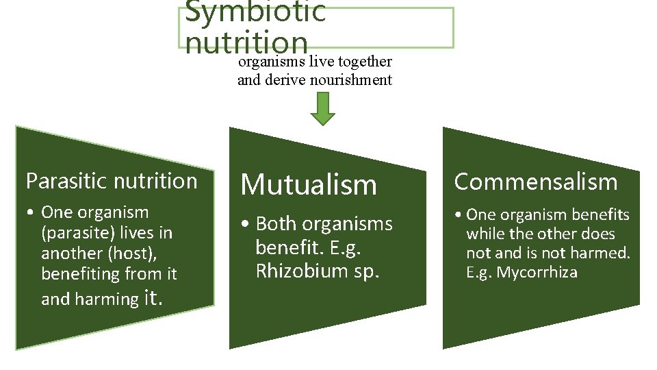 Symbiotic nutrition organisms live together and derive nourishment Parasitic nutrition • One organism (parasite)