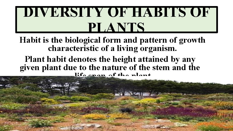 DIVERSITY OF HABITS OF PLANTS Habit is the biological form and pattern of growth