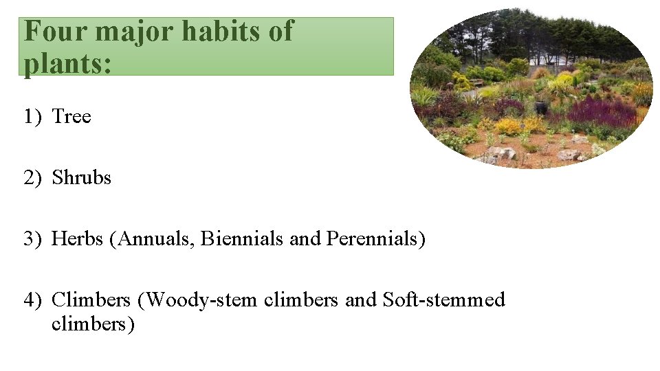 Four major habits of plants: 1) Tree 2) Shrubs 3) Herbs (Annuals, Biennials and