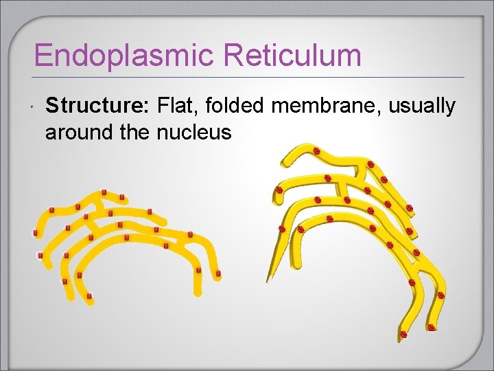 Endoplasmic Reticulum Structure: Flat, folded membrane, usually around the nucleus Endoplasmic Reticulum Structure: Flat, folded membrane, usually around the nucleus