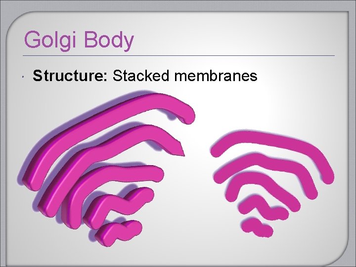 Golgi Body Structure: Stacked membranes Golgi Body Structure: Stacked membranes