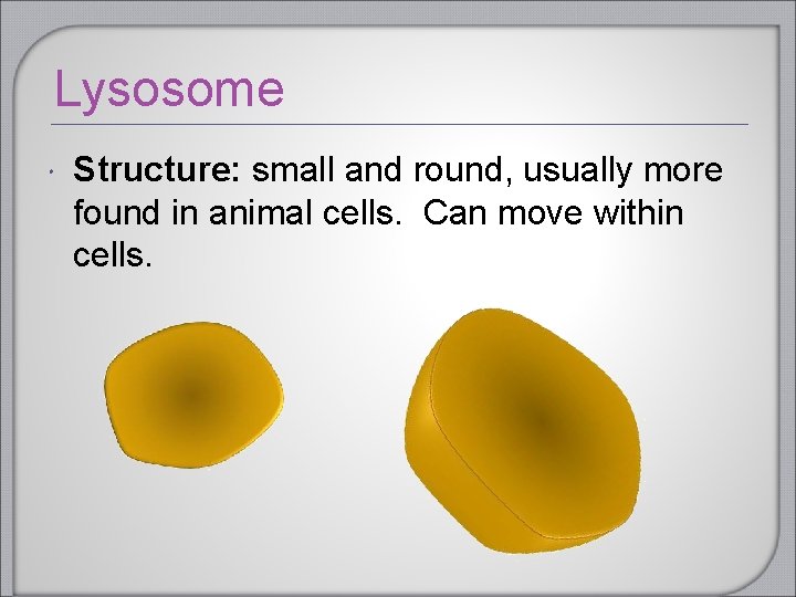 Lysosome Structure: small and round, usually more found in animal cells. Can move within Lysosome Structure: small and round, usually more found in animal cells. Can move within