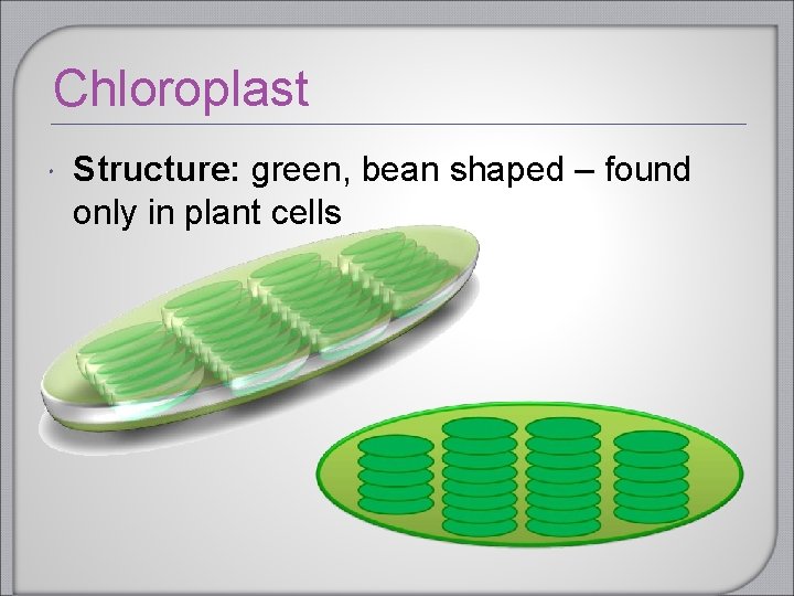 Chloroplast Structure: green, bean shaped – found only in plant cells Chloroplast Structure: green, bean shaped – found only in plant cells