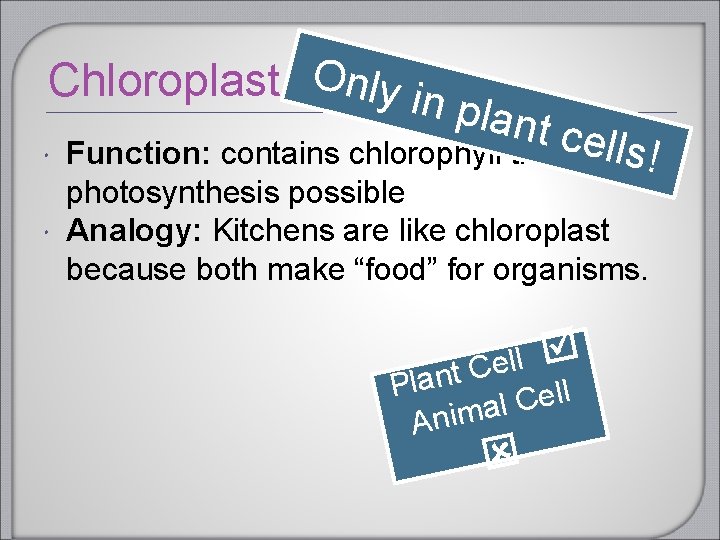 Chloroplast Only in plant c ells! Function: contains chlorophyll that makes photosynthesis possible Analogy: Chloroplast Only in plant c ells! Function: contains chlorophyll that makes photosynthesis possible Analogy: