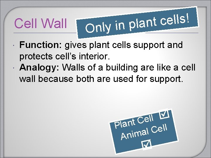 Cell Wall ! s l l e c t n a l p n Cell Wall ! s l l e c t n a l p n