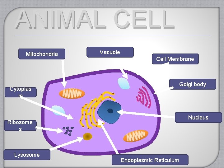 ANIMAL CELL Mitochondria Cytoplas m Vacuole Cell Membrane Golgi body Nucleus Ribosome s Lysosome ANIMAL CELL Mitochondria Cytoplas m Vacuole Cell Membrane Golgi body Nucleus Ribosome s Lysosome