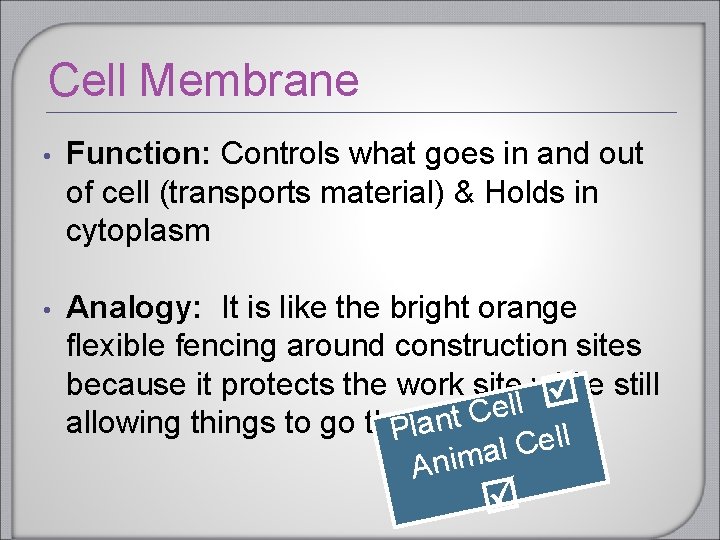 Cell Membrane • Function: Controls what goes in and out of cell (transports material) Cell Membrane • Function: Controls what goes in and out of cell (transports material)