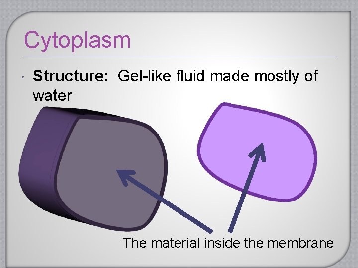 Cytoplasm Structure: Gel-like fluid made mostly of water The material inside the membrane Cytoplasm Structure: Gel-like fluid made mostly of water The material inside the membrane