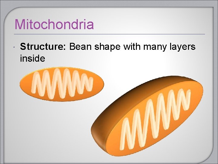 Mitochondria Structure: Bean shape with many layers inside Mitochondria Structure: Bean shape with many layers inside