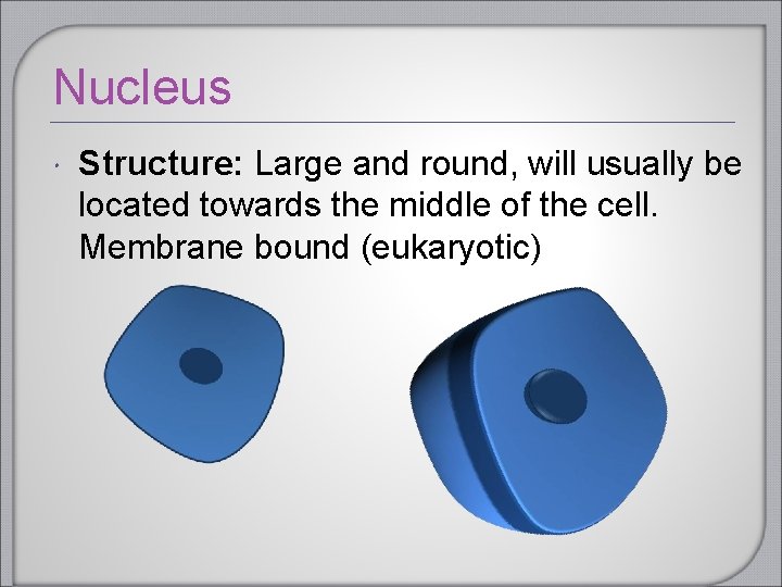 Nucleus Structure: Large and round, will usually be located towards the middle of the Nucleus Structure: Large and round, will usually be located towards the middle of the