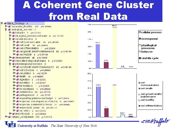A Coherent Gene Cluster from Real Data University at Buffalo The State University of