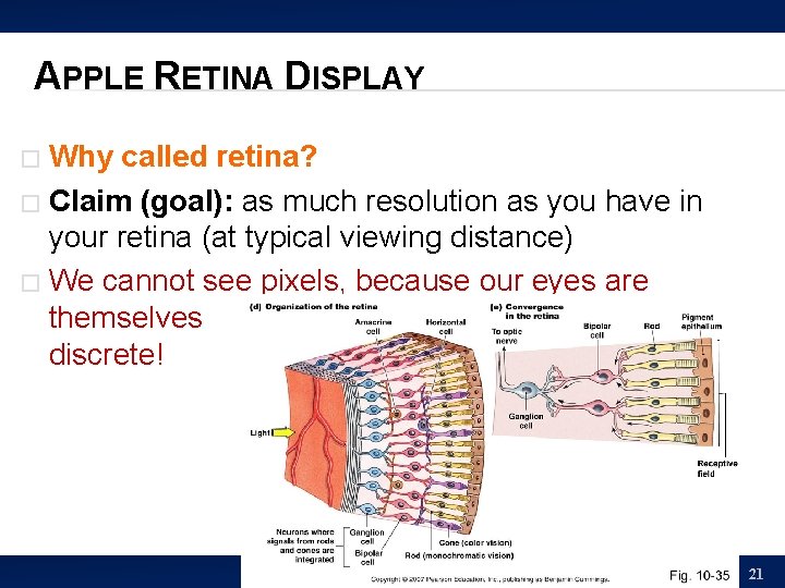 APPLE RETINA DISPLAY Why called retina? � Claim (goal): as much resolution as you