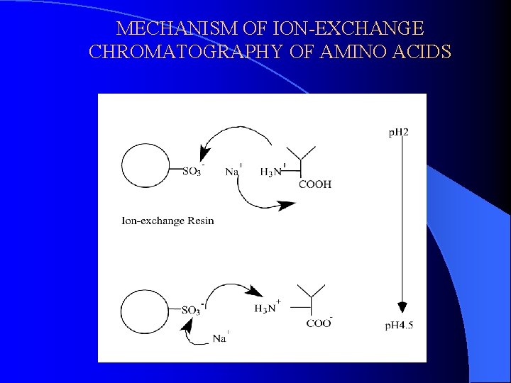 MECHANISM OF ION-EXCHANGE CHROMATOGRAPHY OF AMINO ACIDS 