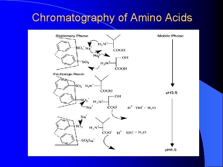 Chromatography of Amino Acids 