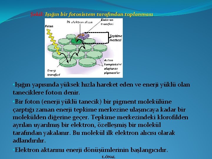 Şekil: Işığın bir fotosistem tarafından toplanması Tepkime merkezi • Işığın yapısında yüksek hızla hareket