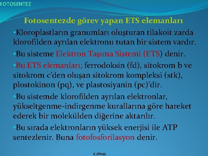 FOTOSENTEZ Fotosentezde görev yapan ETS elemanları • Kloroplastların granumları oluşturan tilakoit zarda klorofilden ayrılan