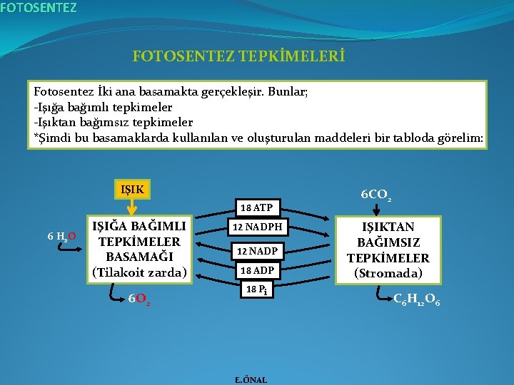 FOTOSENTEZ TEPKİMELERİ Fotosentez İki ana basamakta gerçekleşir. Bunlar; -Işığa bağımlı tepkimeler -Işıktan bağımsız tepkimeler
