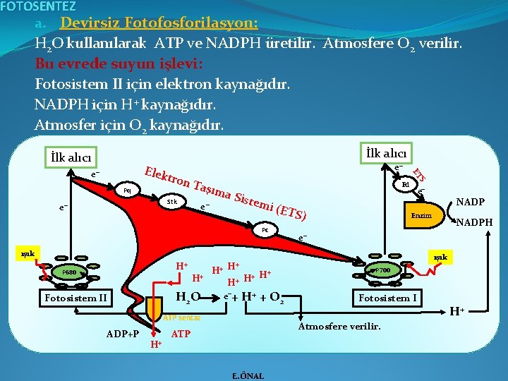 FOTOSENTEZ a. Devirsiz Fotofosforilasyon: H 2 O kullanılarak ATP ve NADPH üretilir. Atmosfere O