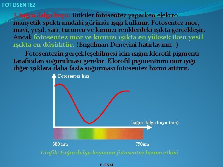 FOTOSENTEZ 3. Işığın dalga boyu: Bitkiler fotosentez yaparken elektro manyetik spektrumdaki görünür ışığı kullanır.