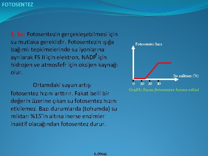 FOTOSENTEZ 5. Su: Fotosentezin gerçekleşebilmesi için su mutlaka gereklidir. Fotosentezin ışığa bağımlı tepkimelerinde su