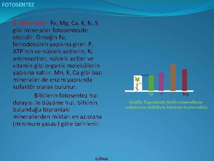 FOTOSENTEZ 6. Mineraller: Fe, Mg, Ca, K, N, S gibi mineraller fotosentezde etkilidir. Örneğin