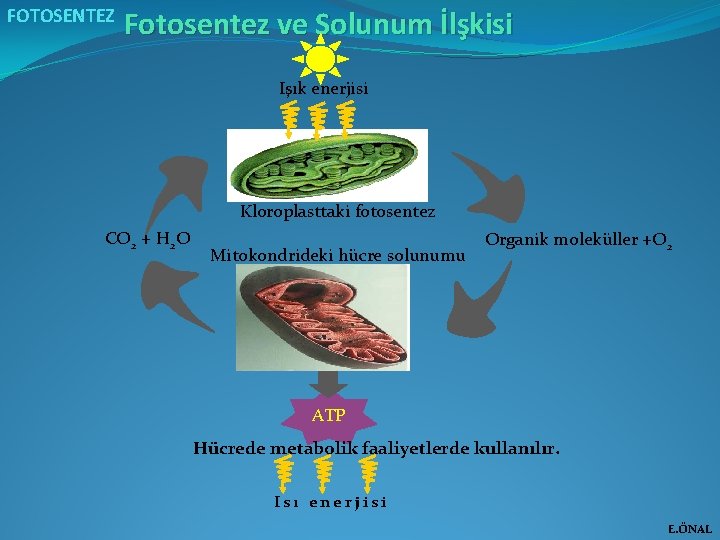FOTOSENTEZ Fotosentez ve Solunum İlşkisi Işık enerjisi Kloroplasttaki fotosentez CO 2 + H 2
