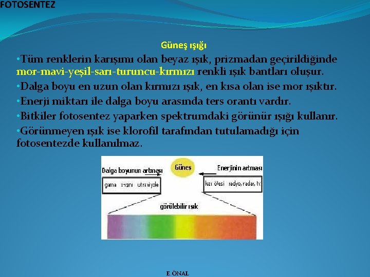 FOTOSENTEZ Güneş ışığı • Tüm renklerin karışımı olan beyaz ışık, prizmadan geçirildiğinde mor-mavi-yeşil-sarı-turuncu-kırmızı renkli