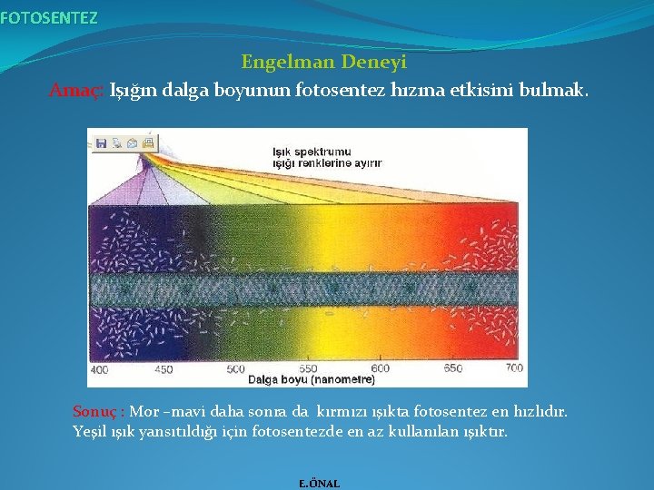 FOTOSENTEZ Engelman Deneyi Amaç: Işığın dalga boyunun fotosentez hızına etkisini bulmak. Sonuç : Mor