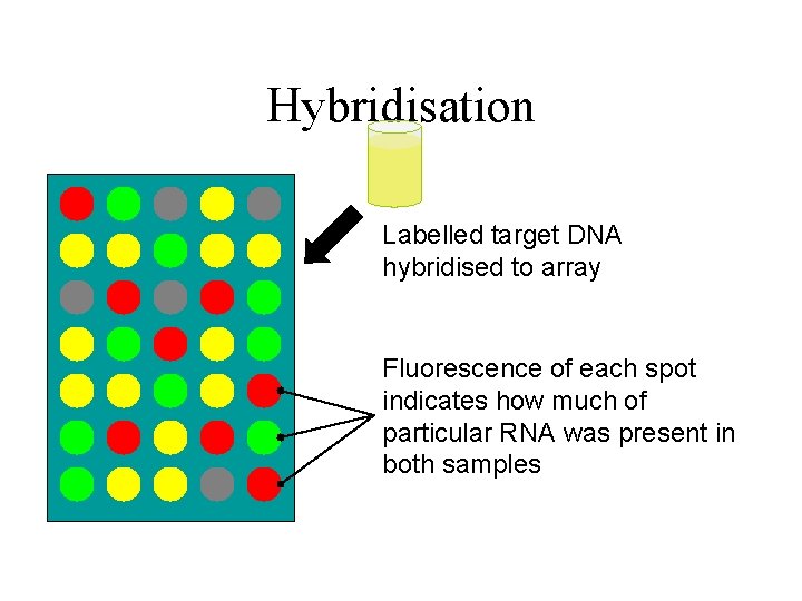 Hybridisation Labelled target DNA hybridised to array Fluorescence of each spot indicates how much