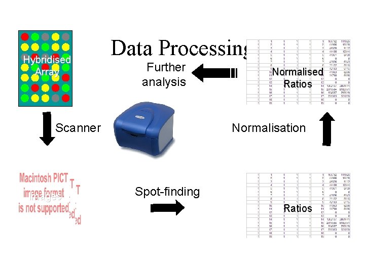 Hybridised Array Data Processing Further analysis Scanner Images Normalised Ratios Normalisation Spot-finding Ratios 