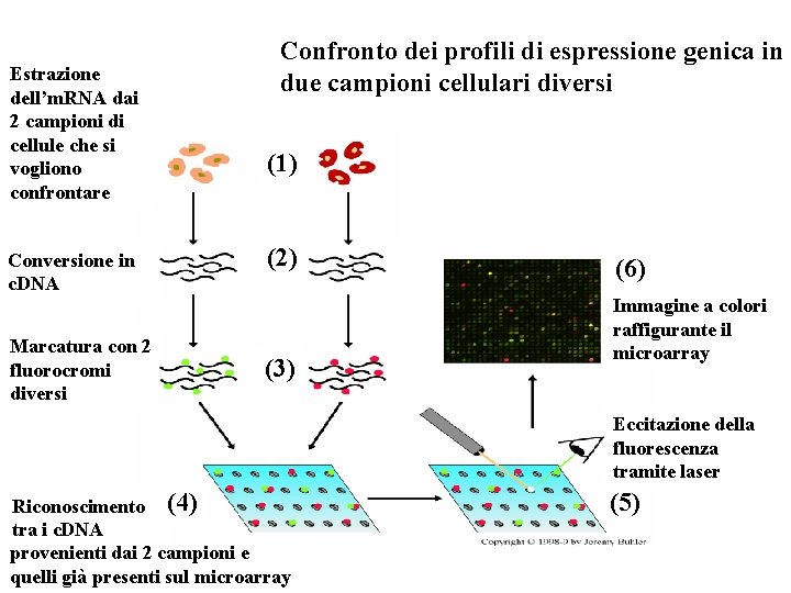 Estrazione dell’m. RNA dai 2 campioni di cellule che si vogliono confrontare Conversione in
