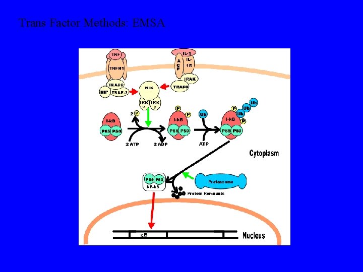 Trans Factor Methods: EMSA 