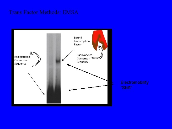 Trans Factor Methods: EMSA Electromobility “Shift” 