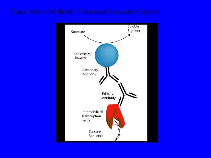 Trans Factor Methods: Consensus Sequence Capture 
