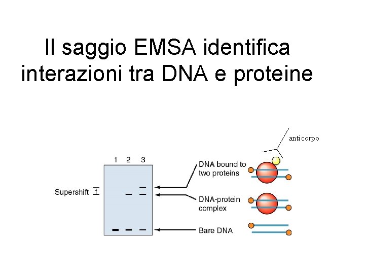 Il saggio EMSA identifica interazioni tra DNA e proteine anticorpo 