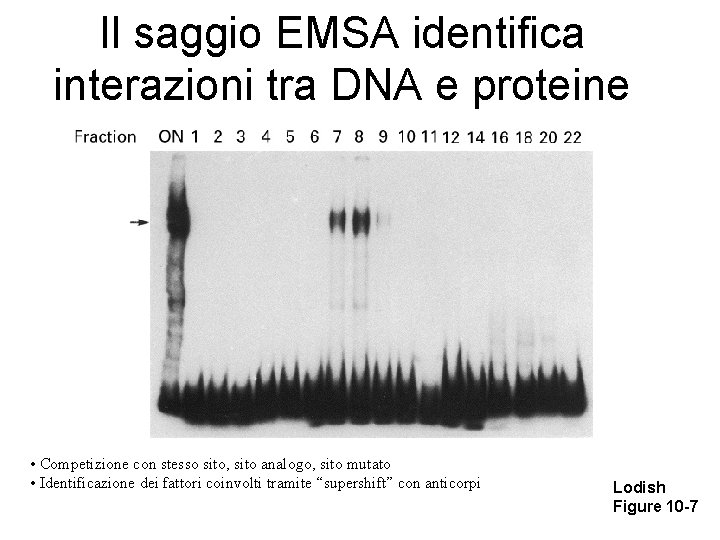 Il saggio EMSA identifica interazioni tra DNA e proteine • Competizione con stesso sito,