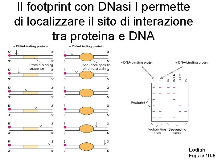 Il footprint con DNasi I permette di localizzare il sito di interazione tra proteina