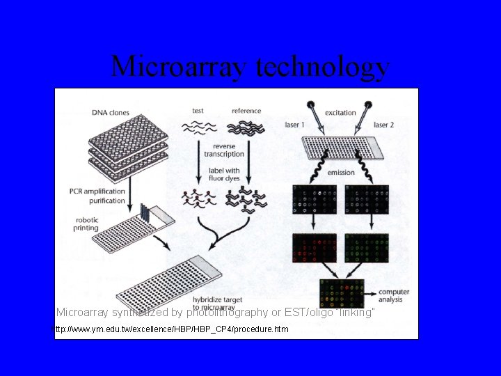 Microarray technology Probes Microarray synthetized by photolithography or EST/oligo “linking” http: //www. ym. edu.