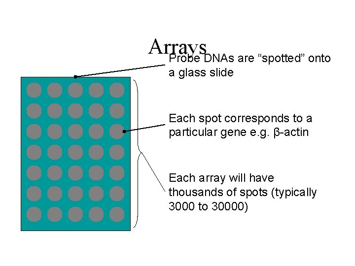 Arrays Probe DNAs are “spotted” onto a glass slide Each spot corresponds to a
