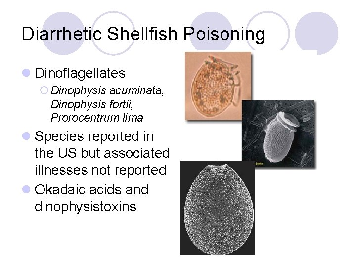 Diarrhetic Shellfish Poisoning l Dinoflagellates ¡ Dinophysis acuminata, Dinophysis fortii, Prorocentrum lima l Species