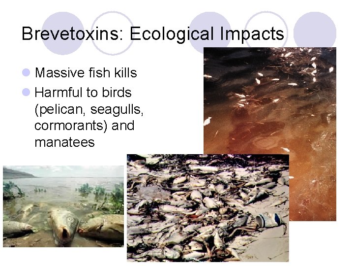 Brevetoxins: Ecological Impacts l Massive fish kills l Harmful to birds (pelican, seagulls, cormorants)