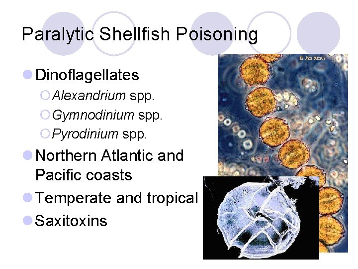 Paralytic Shellfish Poisoning l Dinoflagellates ¡Alexandrium spp. ¡Gymnodinium spp. ¡Pyrodinium spp. l Northern Atlantic