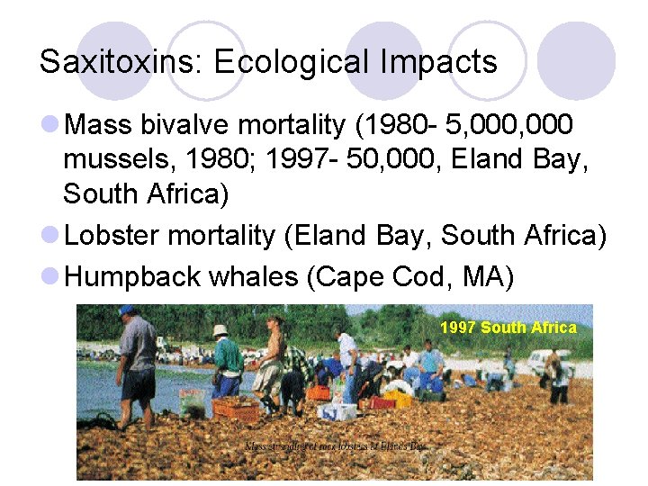 Saxitoxins: Ecological Impacts l Mass bivalve mortality (1980 - 5, 000 mussels, 1980; 1997
