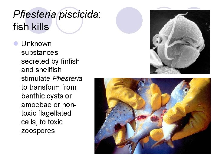 Pfiesteria piscicida: fish kills l Unknown substances secreted by finfish and shellfish stimulate Pfiesteria