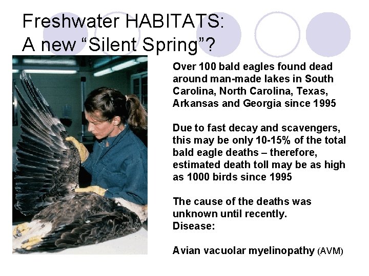 Freshwater HABITATS: A new “Silent Spring”? Over 100 bald eagles found dead around man-made