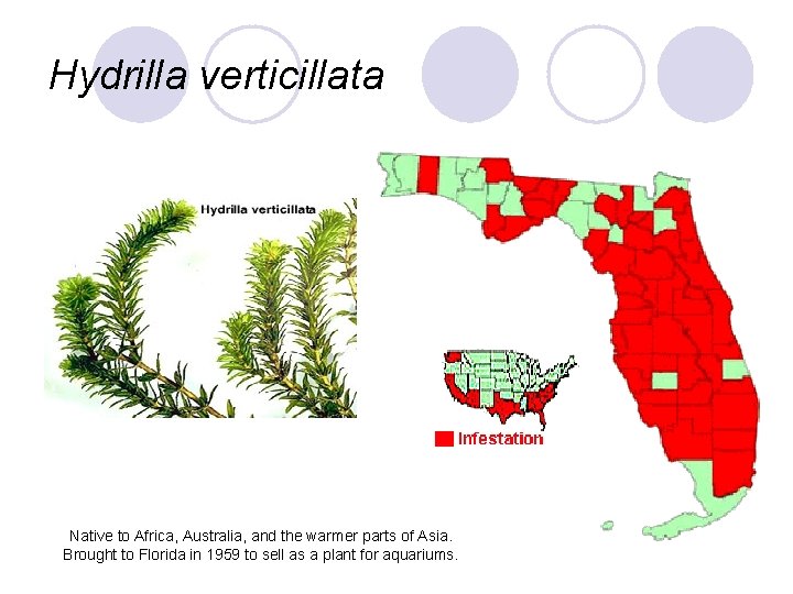 Hydrilla verticillata Native to Africa, Australia, and the warmer parts of Asia. Brought to