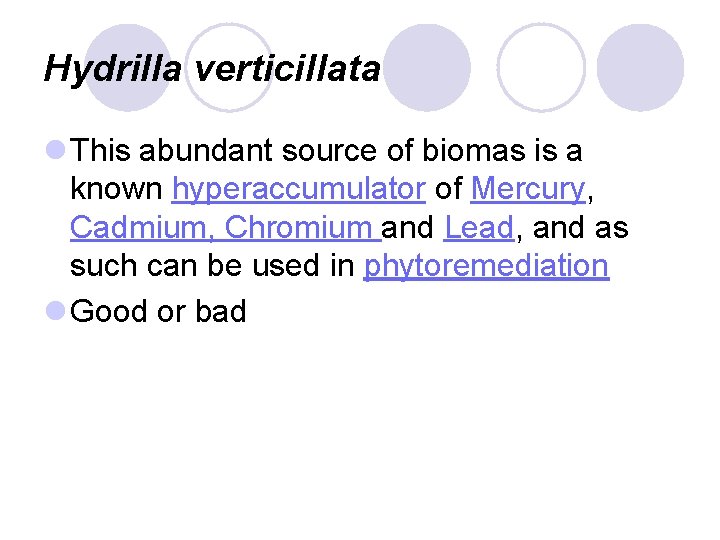 Hydrilla verticillata l This abundant source of biomas is a known hyperaccumulator of Mercury,