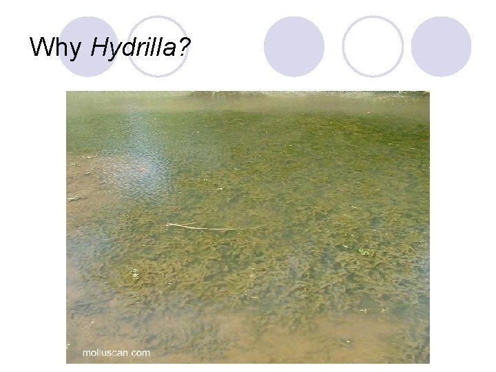 Why Hydrilla? 